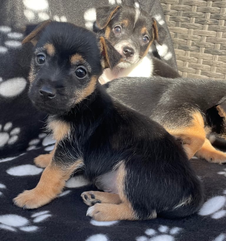 BEAUTIFUL JACK RUSSELL PUPPIES 