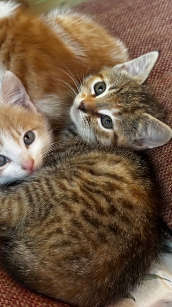 3 beautiful kittens, ready to leave now. 