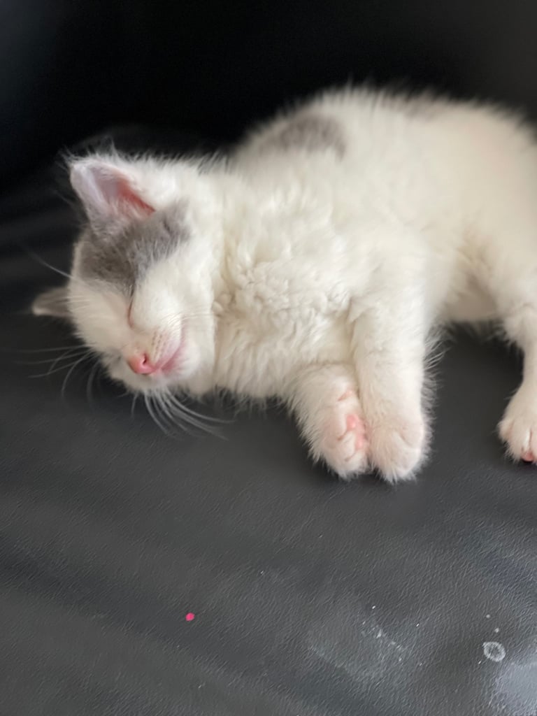 Kittens looking for a home