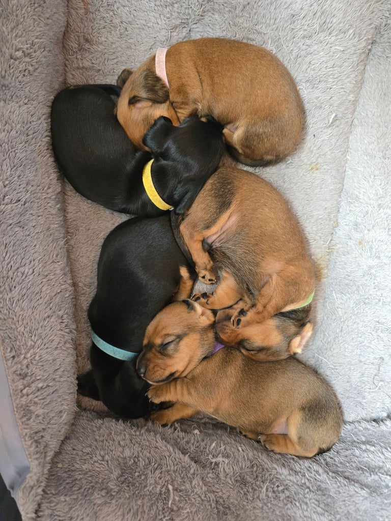 Miniature Dachshunds Seeking Forever Homes 