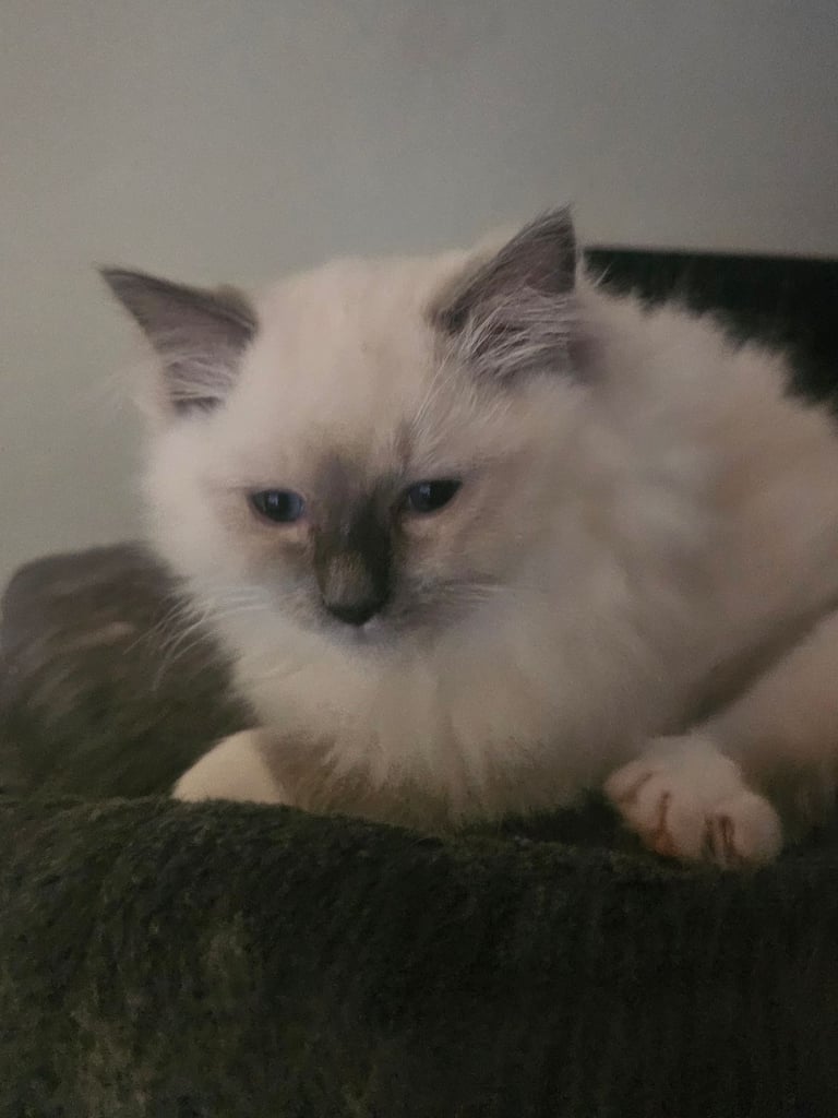 Ragdoll Kittens