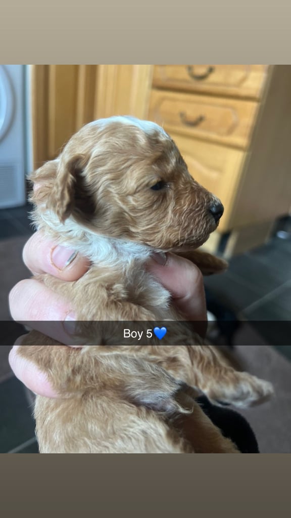 F1 b cockapoo puppies 