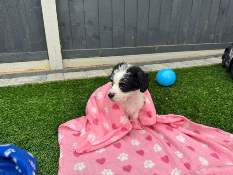 Jackapoo Puppys 