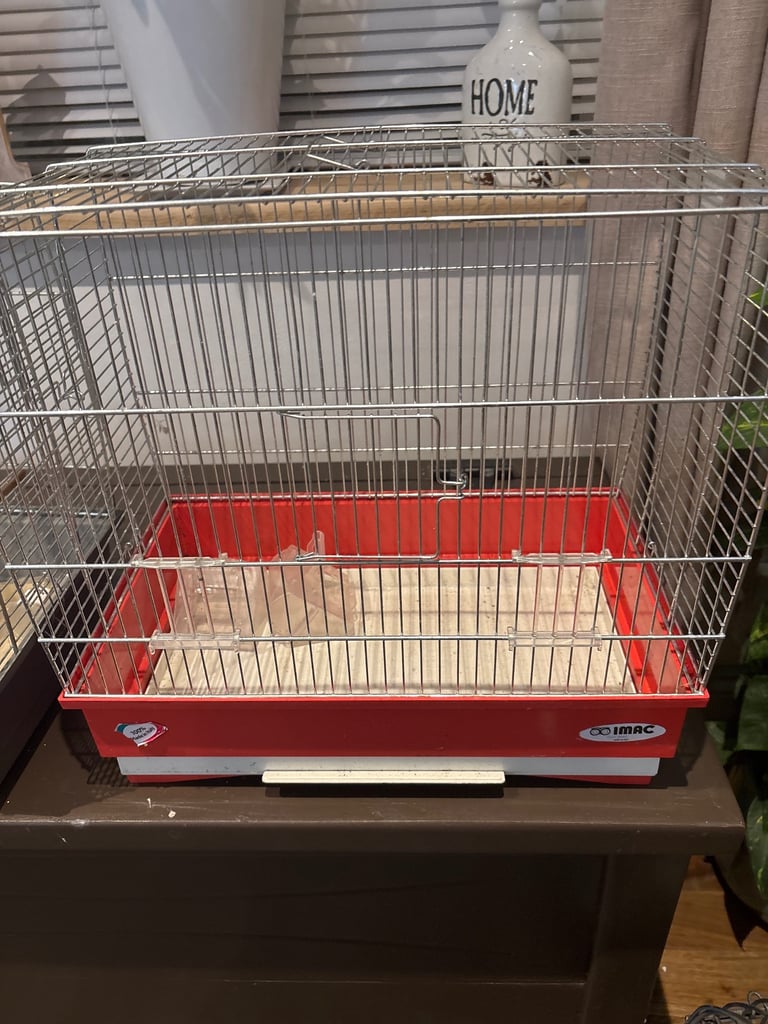 Hand tame budgie & set up(bargain)