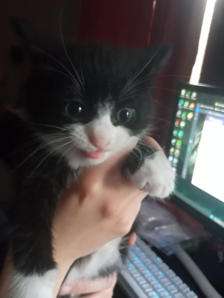 image for Kittens 