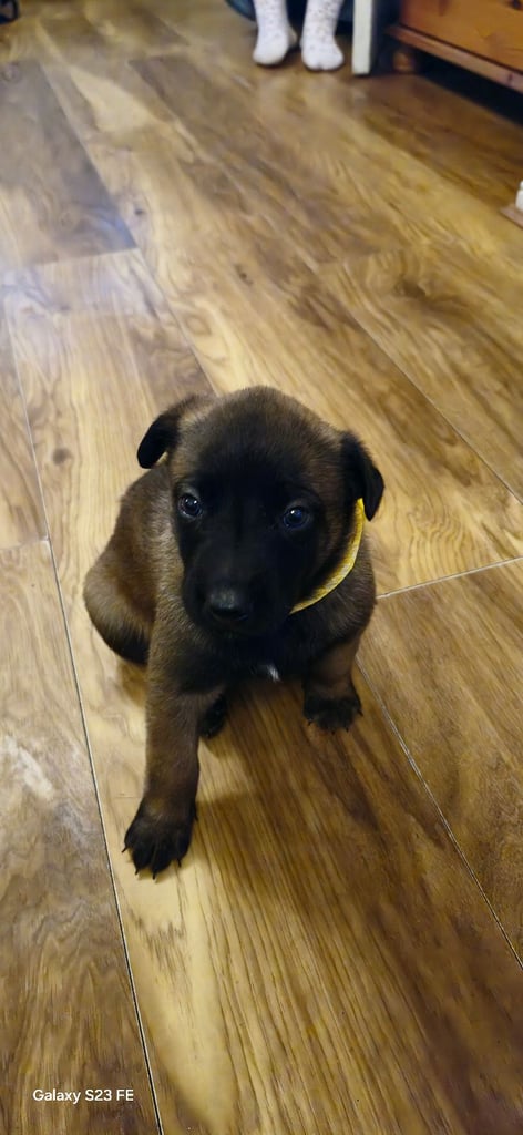 Stunning Belgian Malinois puppies for sale