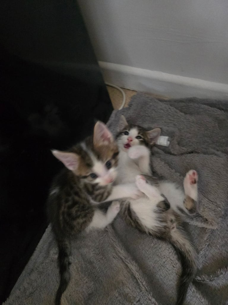 4 beautiful kittens 
