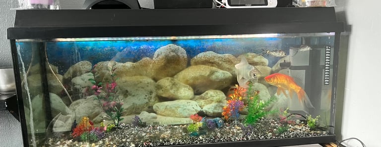 Large fish tank with accessories and fish 