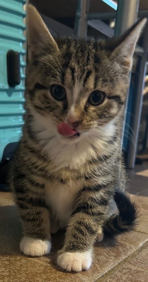 Male and female kittens