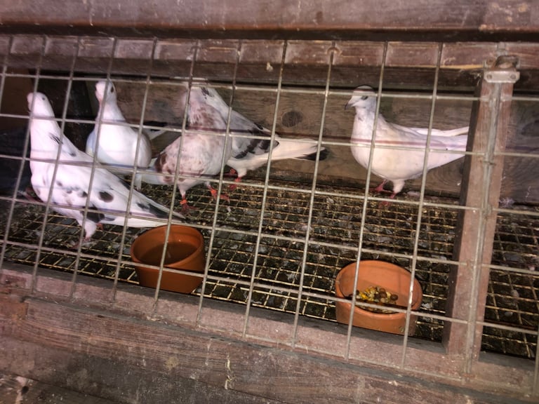 Pigeons 