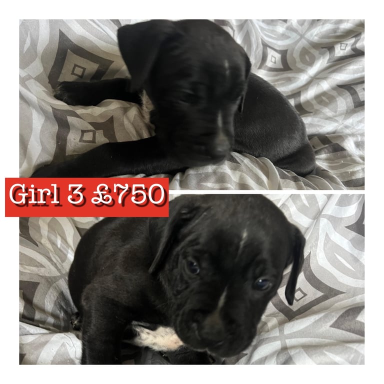 Staffy X cane corso puppies 
