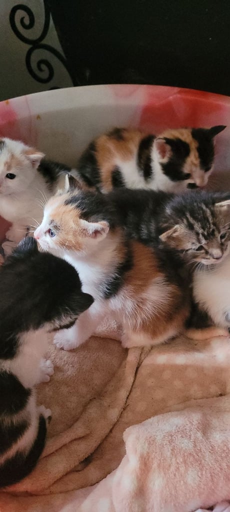 Beautiful kittens looking for their forever families 
