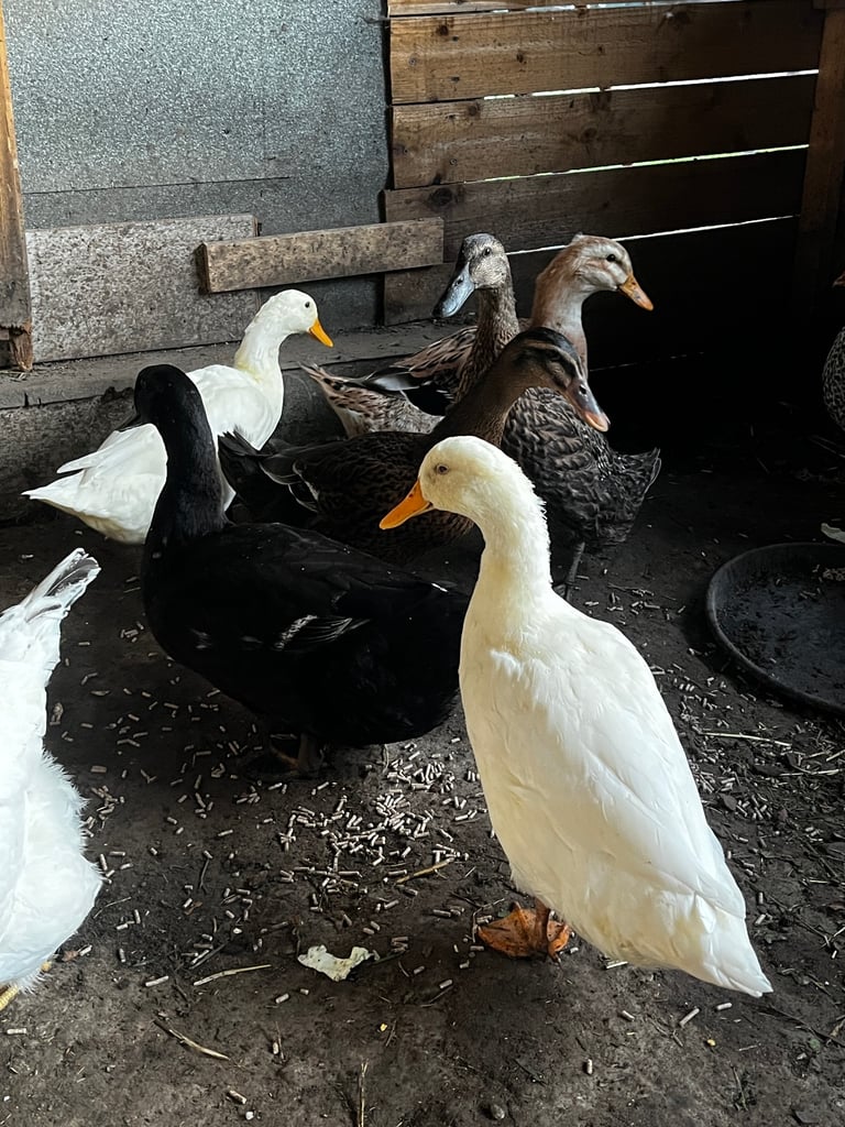 4 Ducks and 10 chickens 