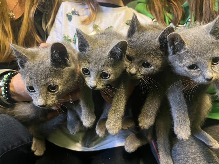 Gorgeous TICA Registered Full Pedigree Russian Blue kittens