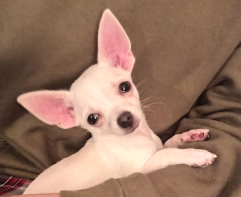 Chihuahua male pup
