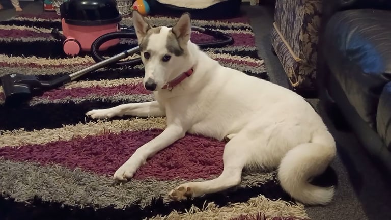 Siberian Husky x White Shepherd for sale