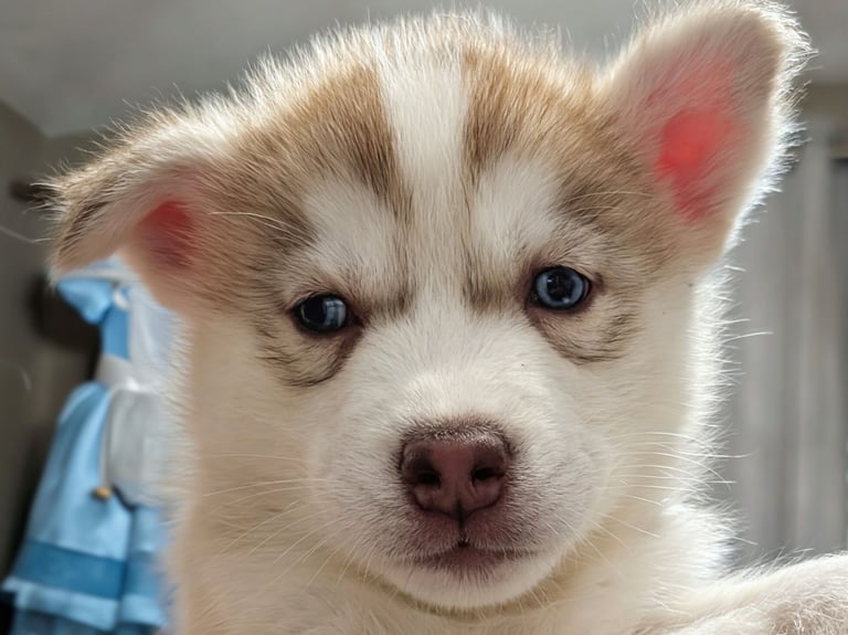 Beautiful Siberian Husky puppies 