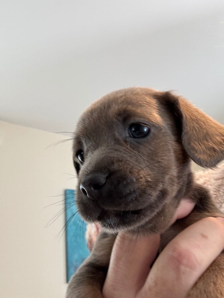 Jack Russell x french bulldog x sausage dog