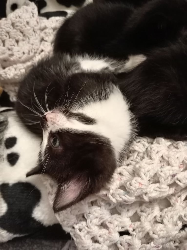 Black & White kitten