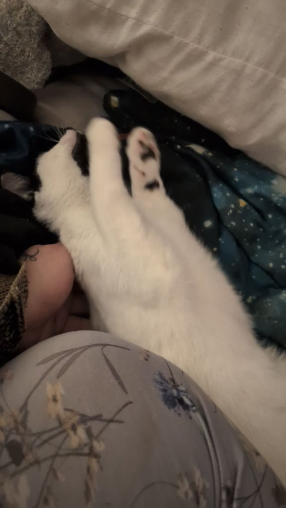 Gorgeous, affectionate 6 month old male cat (unneutered)