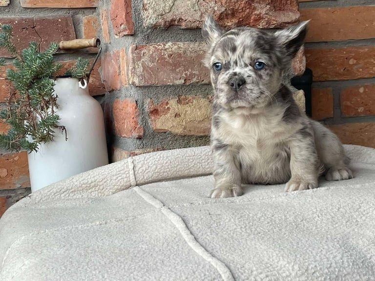 Fluffy French Bulldog Puppies
