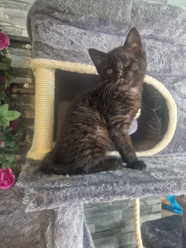 Kitten(female) 10 weeks