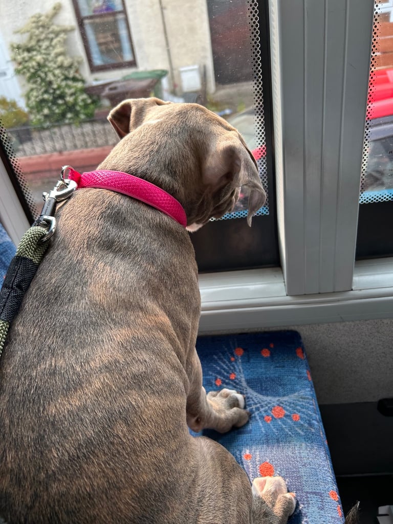Staffy x American bulldog puppy 