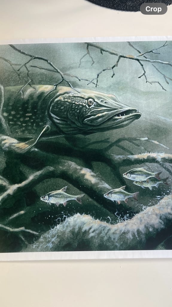 image for Pike print