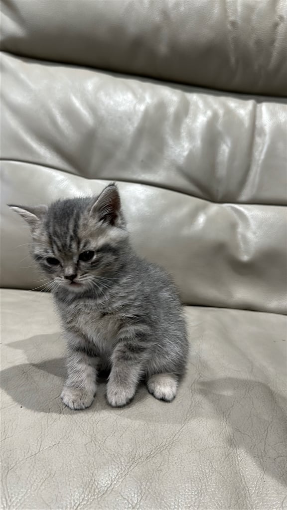 British short hair kittens shorthair