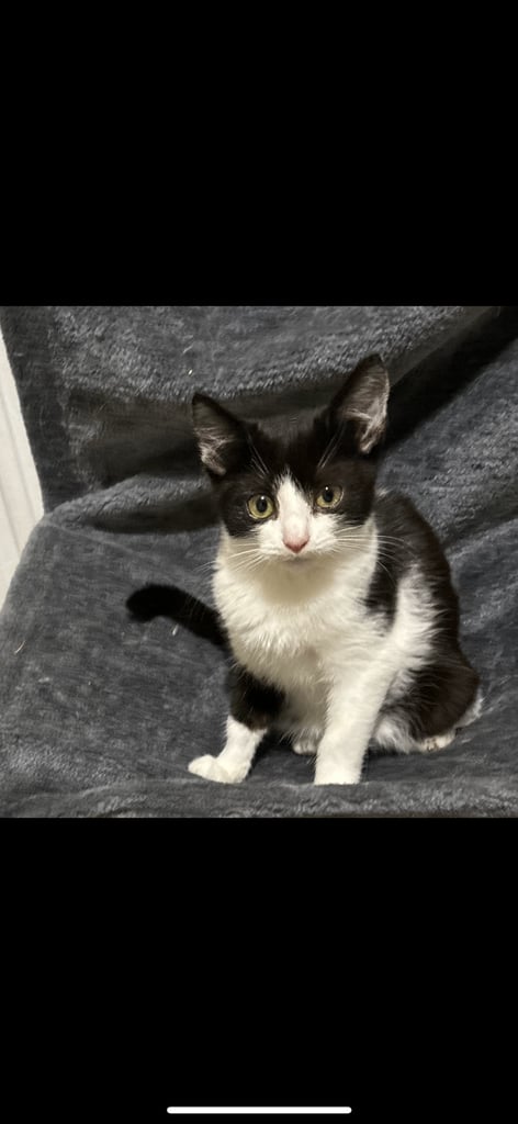 FLUFFY Ragdoll x Kittens for sale 