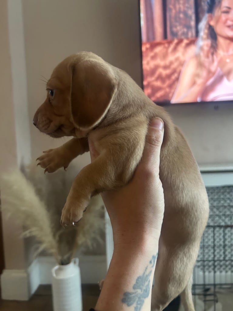 Miniature dachshund puppies 