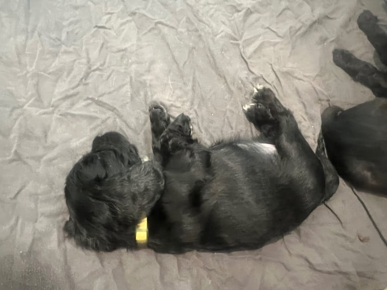 Beautiful cocker spaniels 