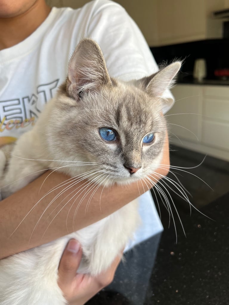 image for Ragdoll for sale 