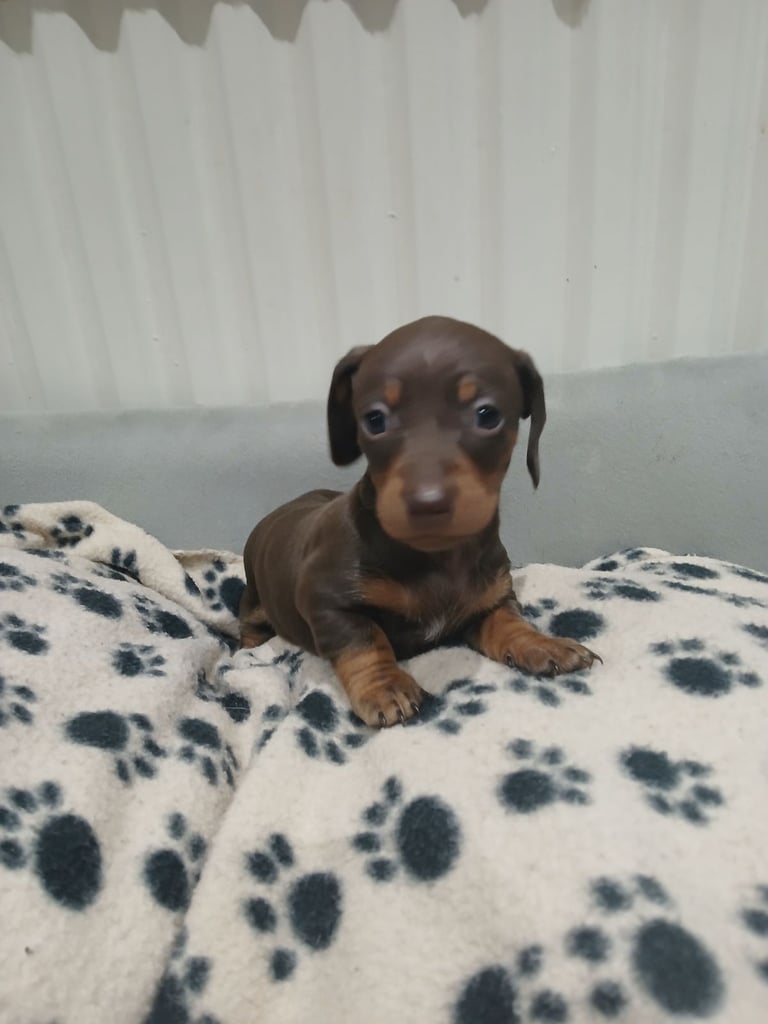  Miniature dachshunds all female