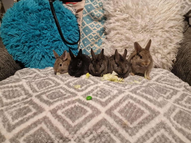 image for Bunnies