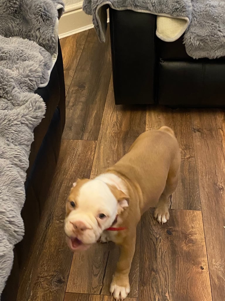Old English bulldog puppy for sale. 