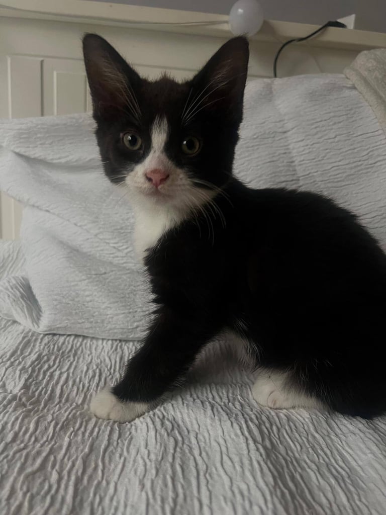Four adorable kittens ready for loving homes