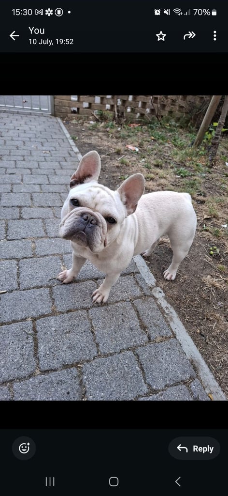 White female frenchie