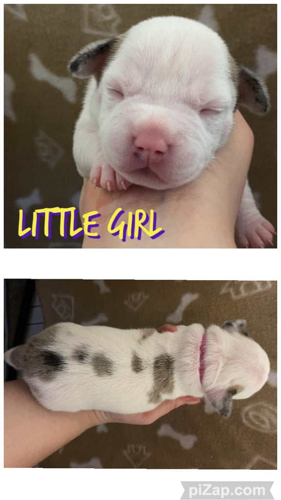 Staffordshire bull terrier puppies for sale 