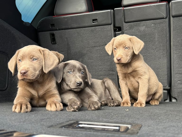 Labrador puppies Charcoal & Silver