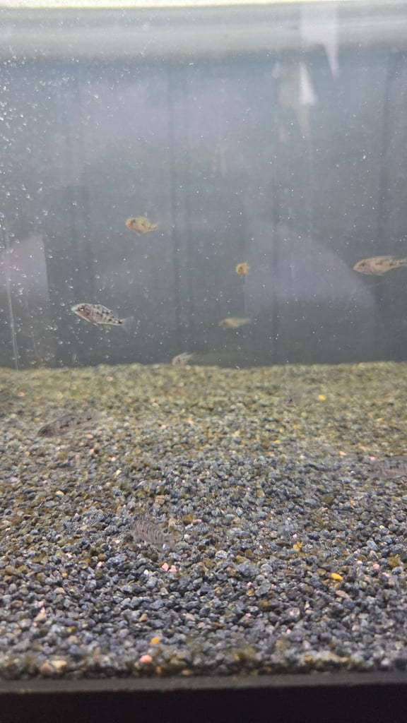 Peacock cichlid (lake malawi)