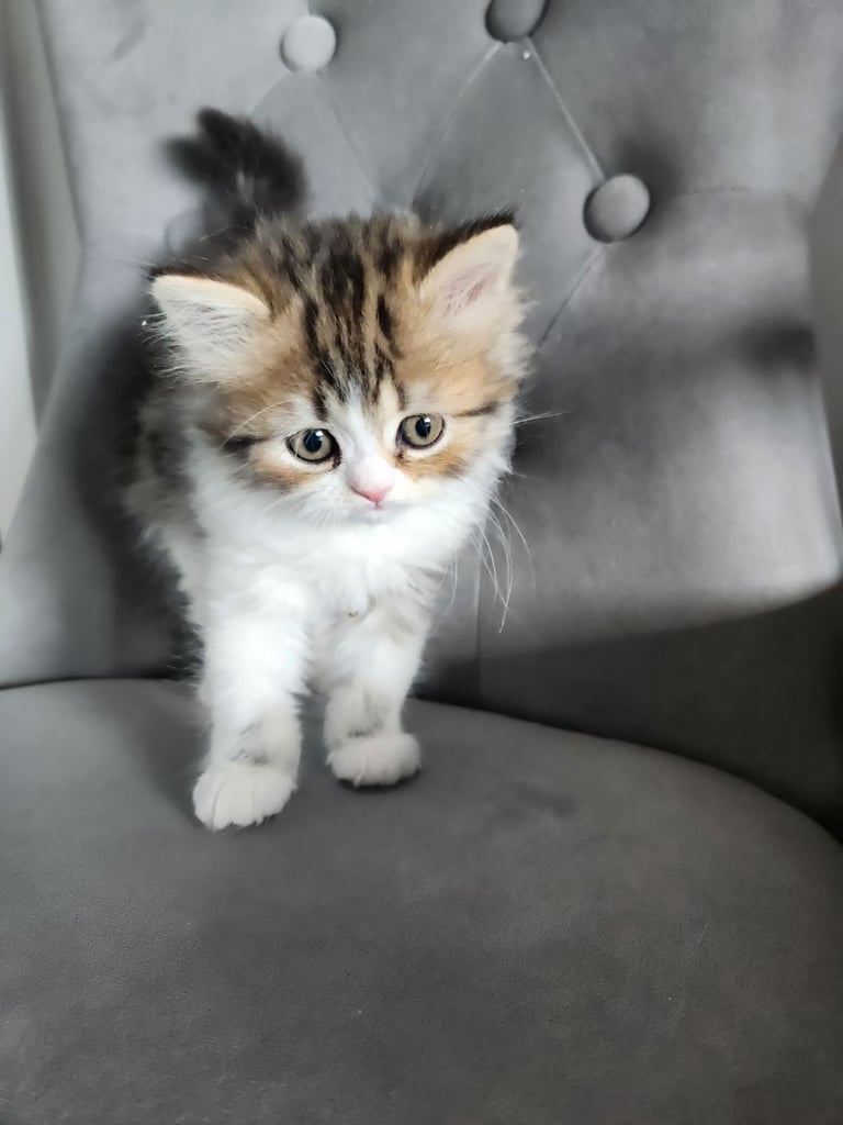 Pure persian doll face chinchilla kitten 