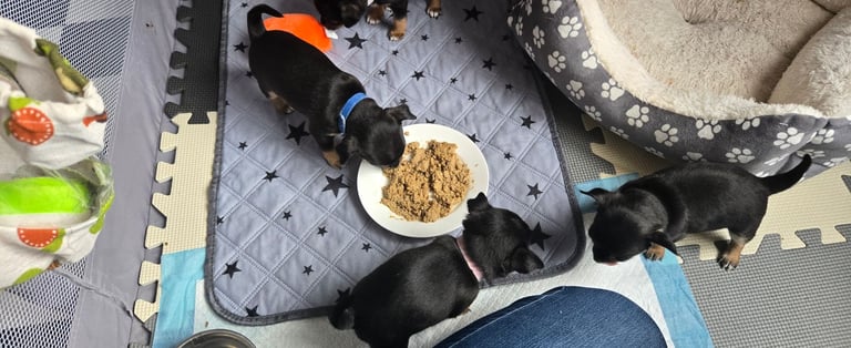 Chihuahua Puppies
