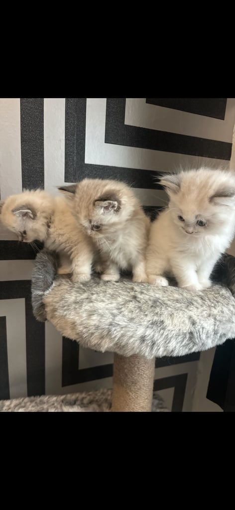 ragdoll x persian 