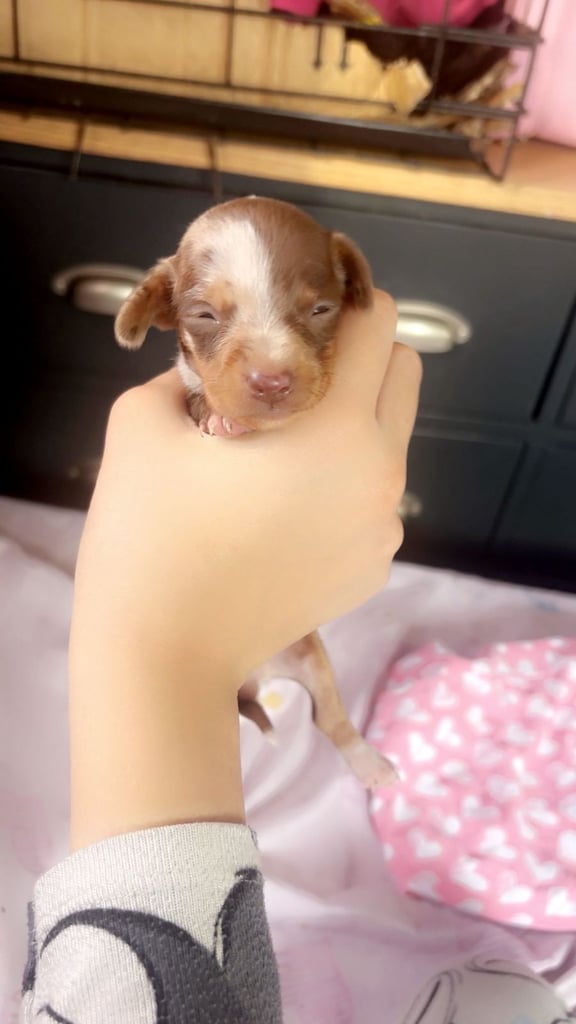 Beautiful miniature dachshunds, deposits being taken now