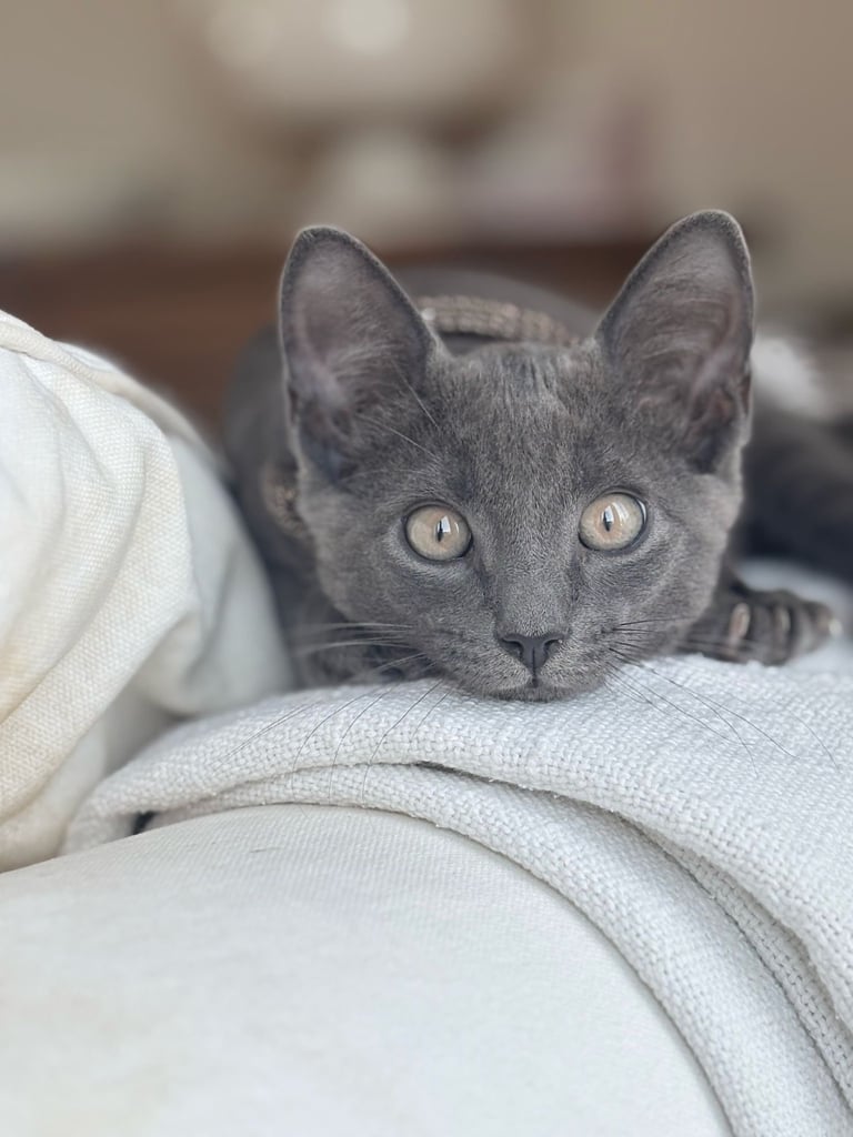 💙 Beautiful 7-Month-Old Male Russian Blue Cat for Sale 💙