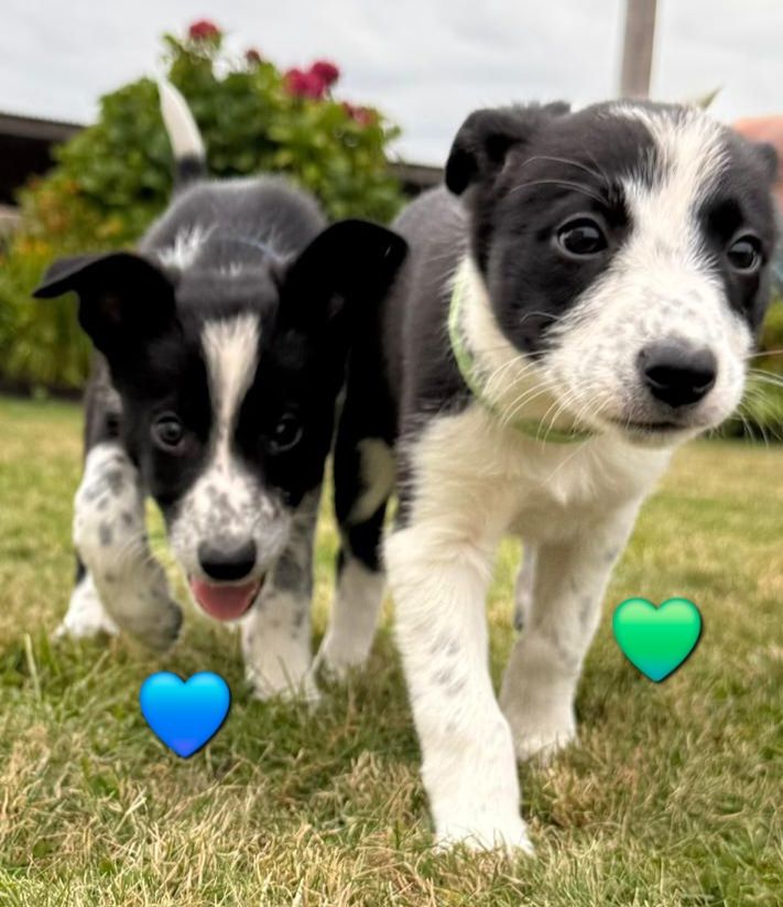 Border Collie Puppies 