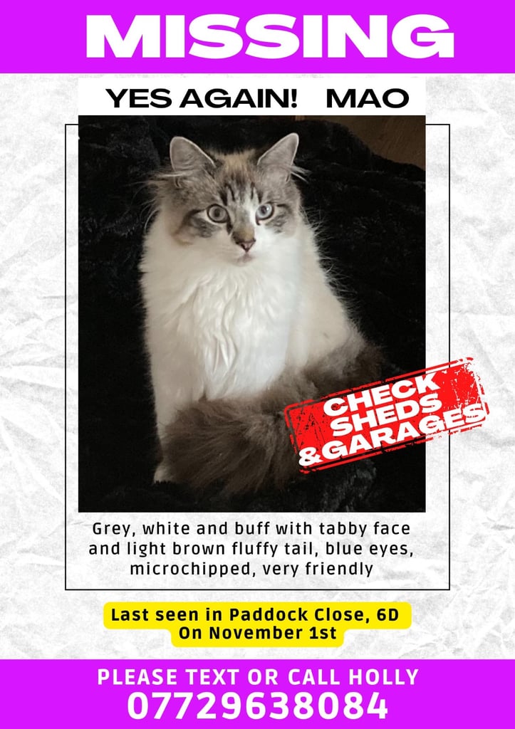 Missing Cat Feline Bengal Ragdoll X male