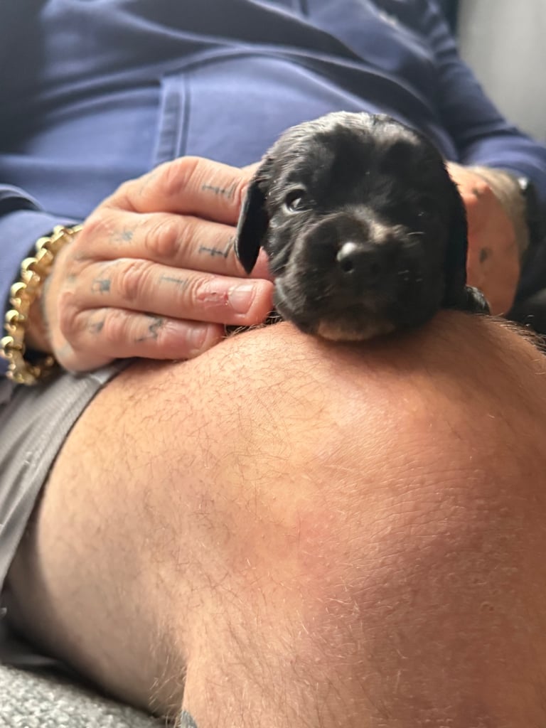 Gorgeous litter of cocker spaniel pups 
