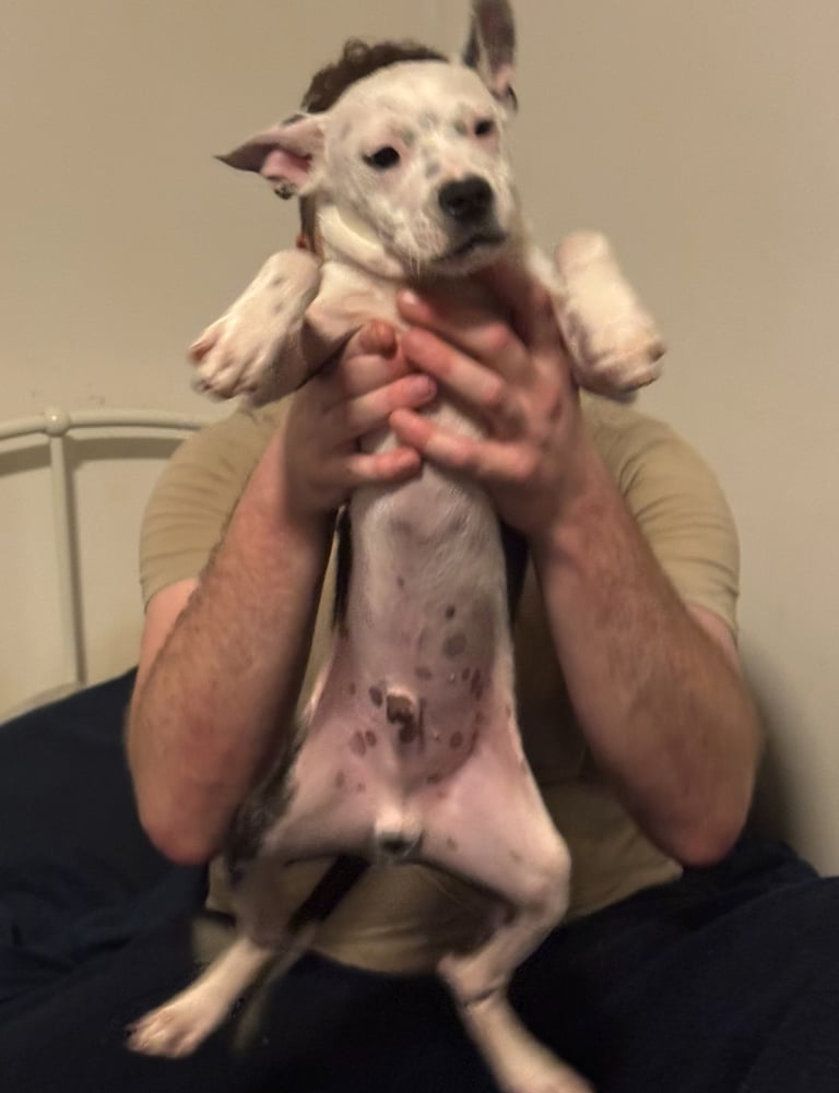 image for Staffordshire Bull Terrier Male Puppy